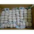 importación fresca china 3 p 4 p 5 p paquete 10 kg cartón puro ajo blanco